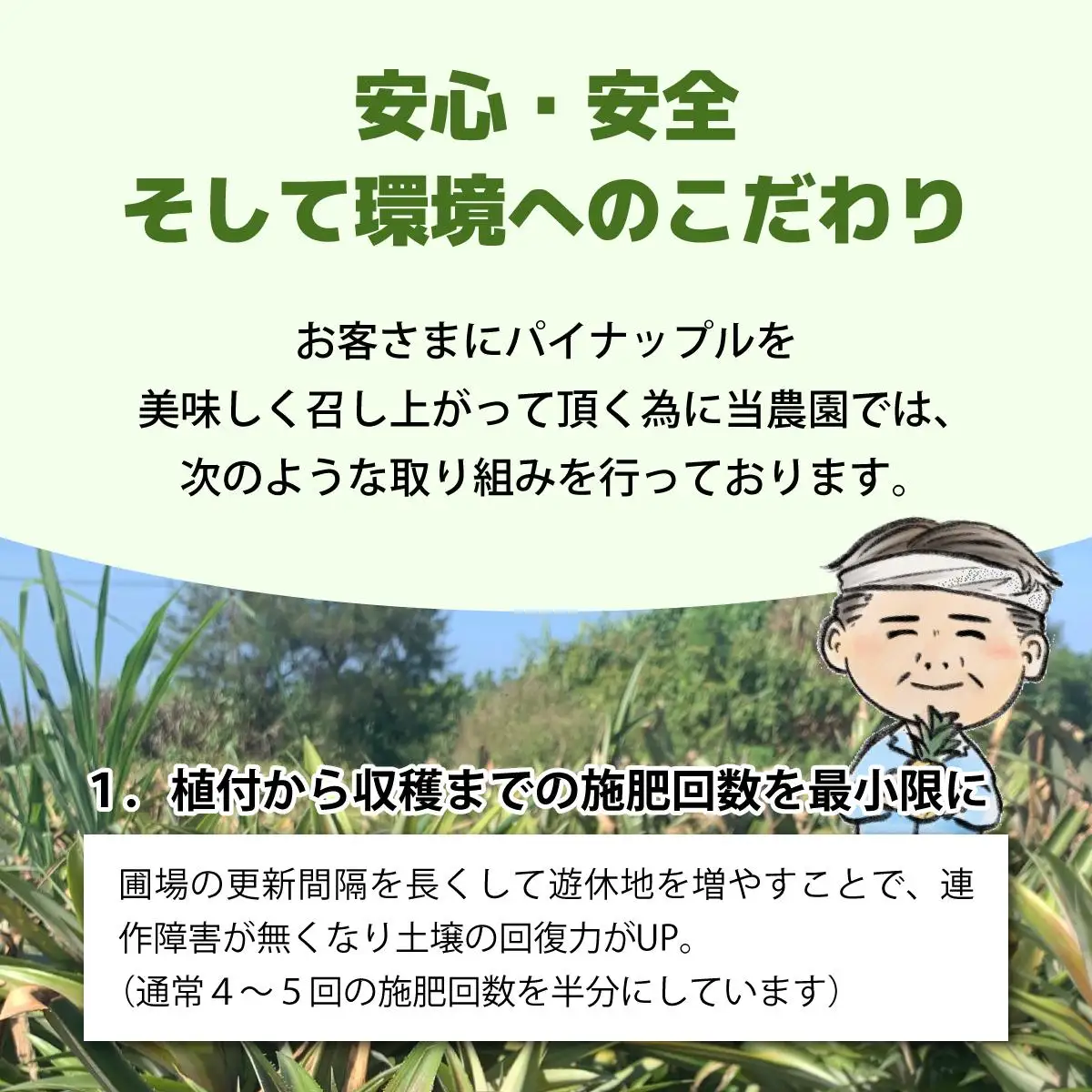 西表パイン園の蜜入り ピーチパイン 2kgセット