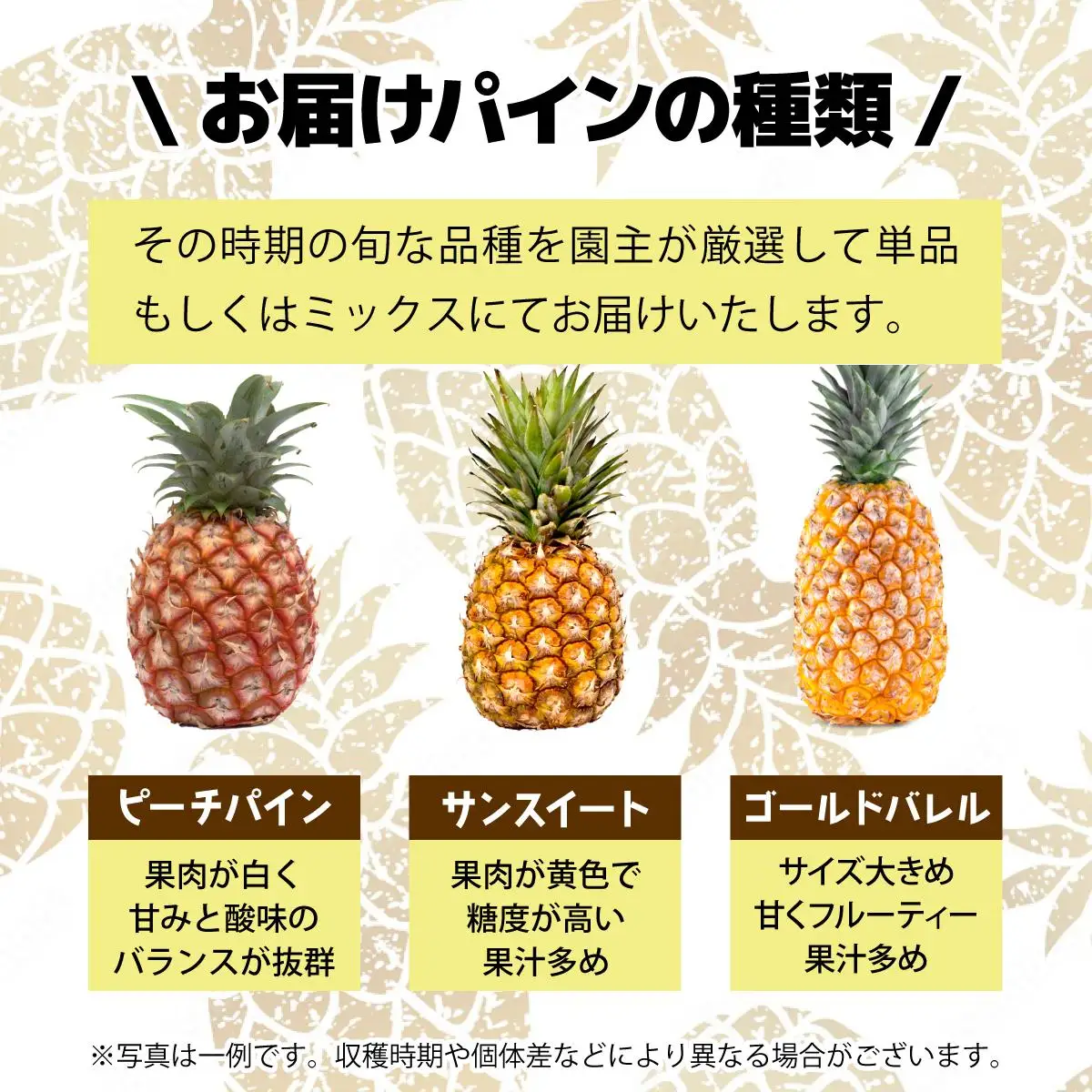  早穫り完熟パイン