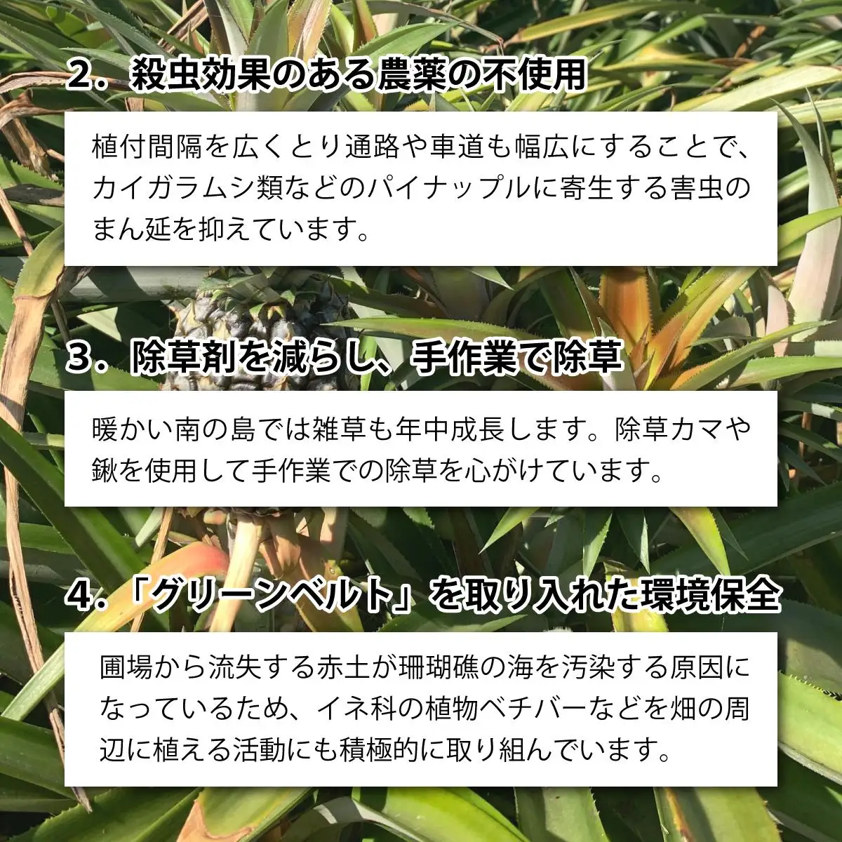 ゴールドバレルビッグな２玉セット