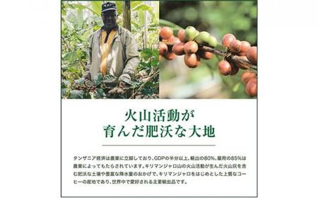 珈琲 スペシャルティーコーヒー豆【豆のまま】#902 タンザニア・キリマンジャロ キゴマ キボー ディープブルー AA 600g