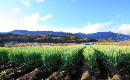JA24 土付きねぎ 約3kg / 2026年11月上旬〜2027年2月上旬頃配送予定 // 長野県 南信州産 野菜 信州野菜 新鮮 長ネギ ネギ 長ねぎ 白ねぎ 白ネギ