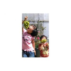 ぶどう 2026年  ニュー ピオーネ 1房 約500g  減農薬 栽培 ブドウ 葡萄  岡山県産 国産 フルーツ 果物 ギフト  ばんの農園