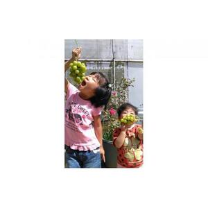 ぶどう 2026年  ウインク 1房 約500g  減農薬 ハウス栽培 ブドウ 葡萄  岡山県産 国産 フルーツ 果物 ギフト  ばんの農園