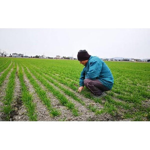 令和7年産 岡山西大寺の幸せ もち麦 (キラリモチ)  数量限定  2kg(500g×4) | 米 米