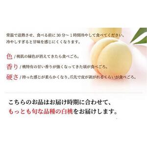 2026年  岡山  白  桃   ロイヤル 4～8玉 約1.5kg JAおかやま（早生種・中生種） ｜ 桃