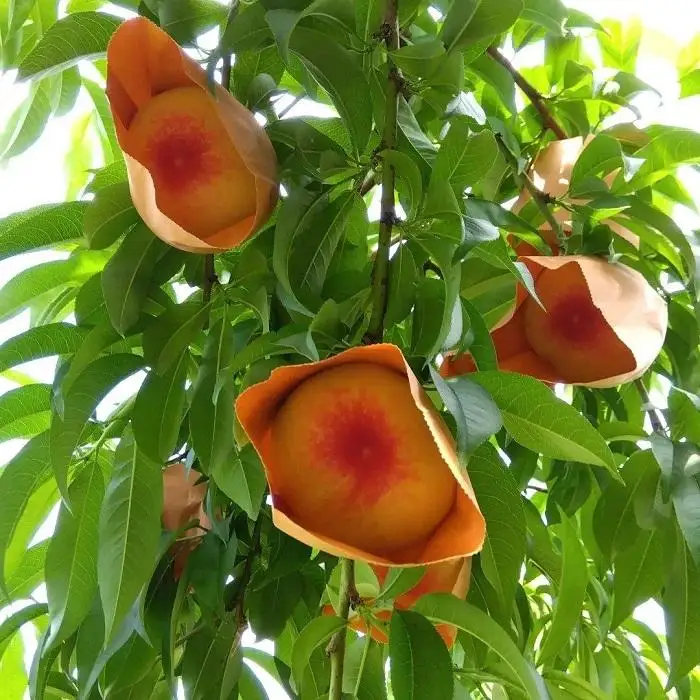 桃 2026年 贈答用 岡山 清水 白桃  約2kg（5～7玉） もも 