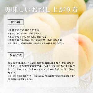 桃 2026年 岡山 白桃 8玉（合計1.7kg以上）化粧箱入り もも モモ 岡山県産 国産 フルーツ 果物 ギフト