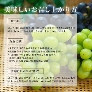 ぶどう 2026年 桃太郎 ぶどう 2房（1房480g以上）化粧箱入り ブドウ 葡萄  岡山県産 国産 フルーツ 果物 ギフト