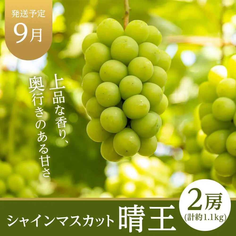 2026年  晴れの国 岡山県産 旬の フルーツ定期便 7回コース 桃 もも 葡萄 ぶどう 梨 なし 苺 いちご | セット ギフト 桃