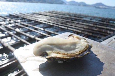 白方産 りょうせん牡蠣 むき身（加熱用）（予約受付中：旬にお届け！2026年3月頃から期間限定出荷！）【A-12】