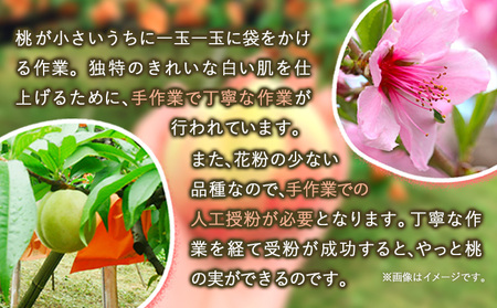 おかやま夢白桃 約2kg 白桃