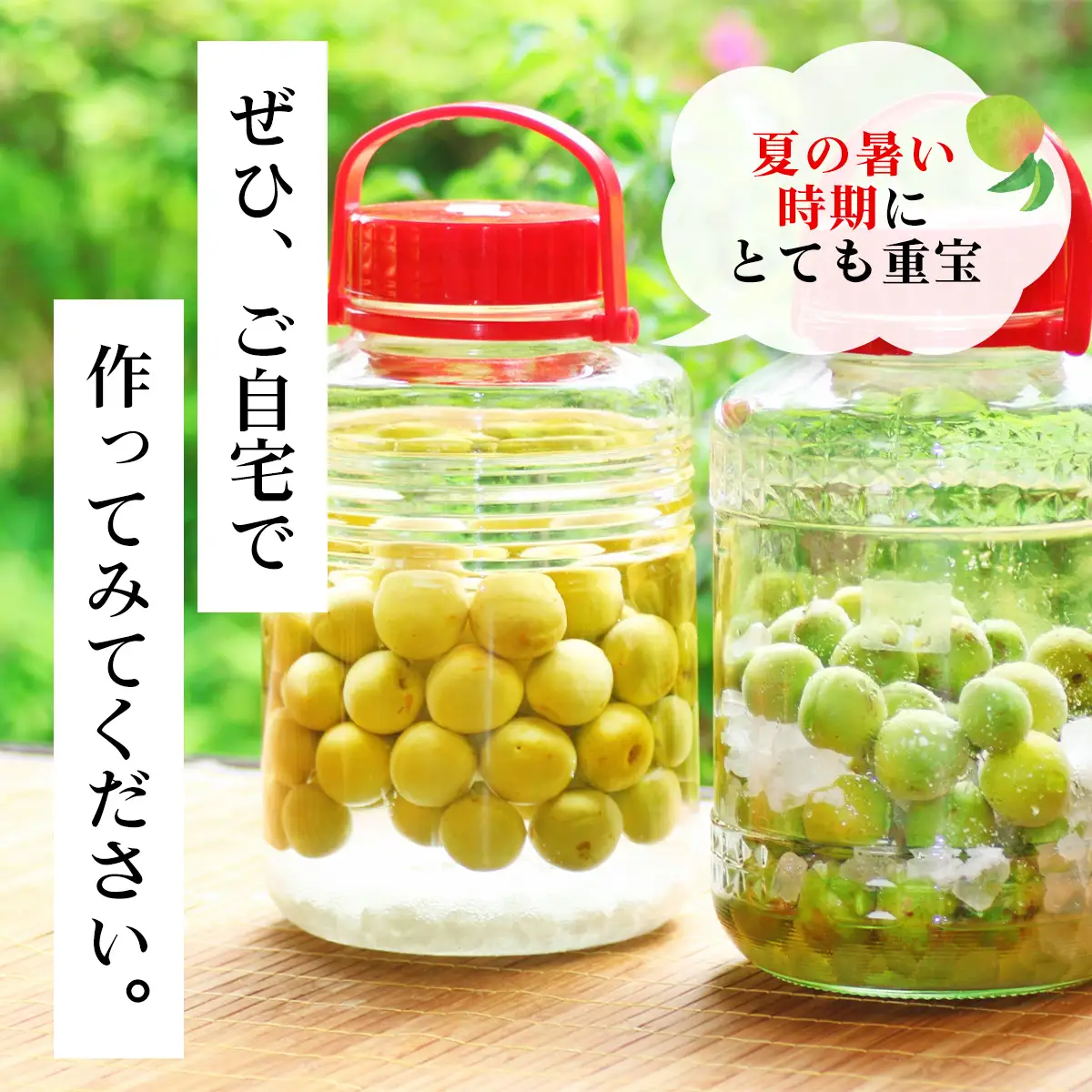 【2026年発送分先行予約】旬をお届け！青梅【２Lサイズ５㎏】 ANAR019