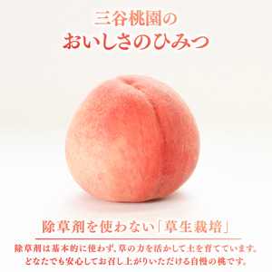 贈答用 飯山の桃 約2kg（5～7個） 香川県 丸亀市 三谷桃園