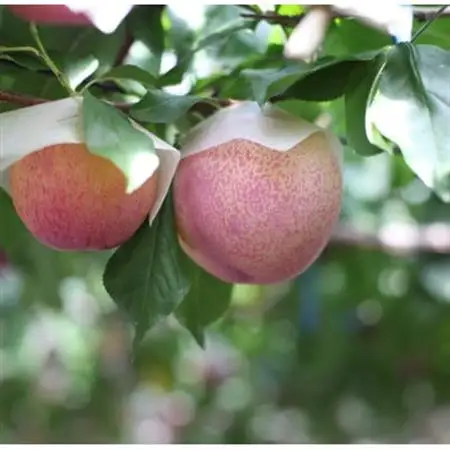 【2026年発送】すもも『中玉貴陽』約1.5kg(7～10玉)【配送不可地域：離島】【1395560】