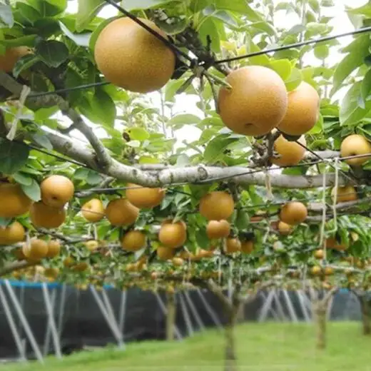 市川の梨　豊水　3kg（5～10個入り）　【12203-0124】