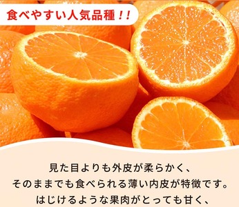 紀州有田産不知火(しらぬひ) 2.5kg