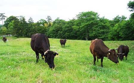 「黒毛和牛の常陸牛」食べ比べセット(茨城県共通返礼品) | 黒毛和牛 すき焼き 焼肉