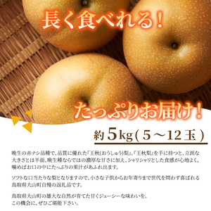 DS-08　王秋梨 5kg