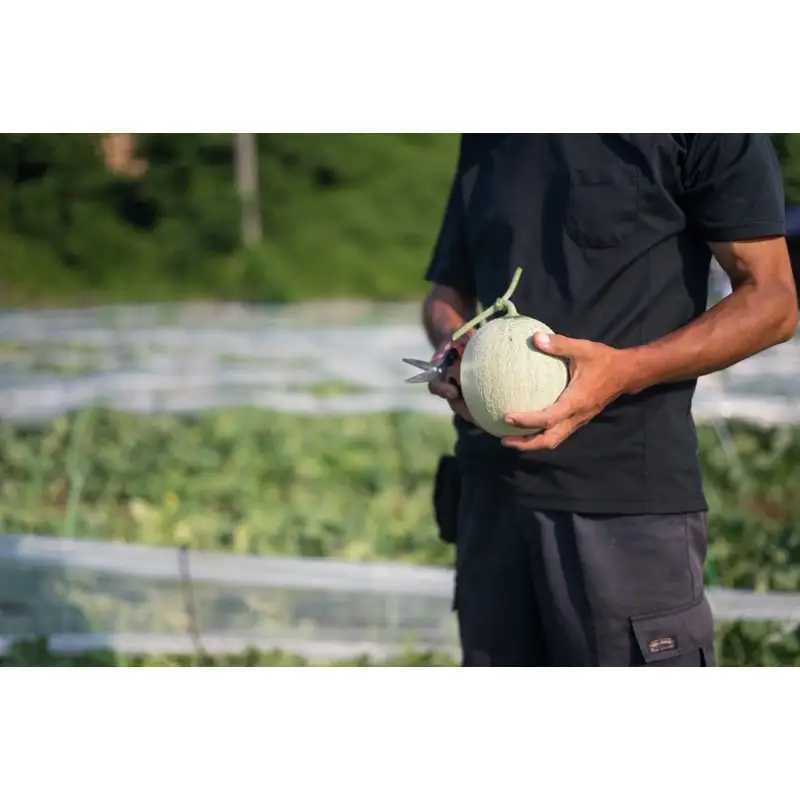 【先行予約】幻のメロン 新芳露 2玉（2026年7月下旬～発送）