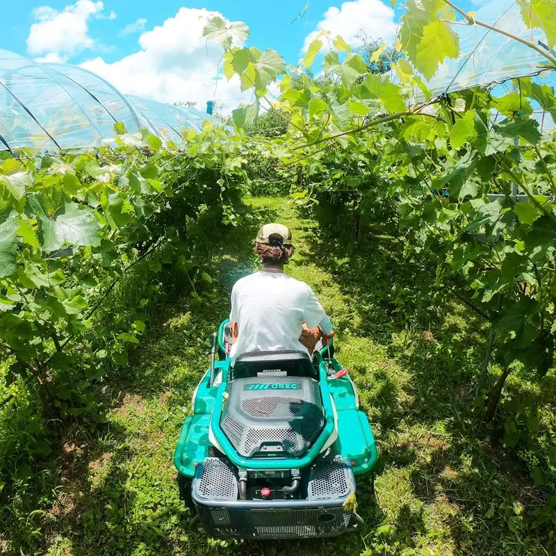 梨／豊水梨【先行予約】樹上完熟 豊水梨 5kg（10～16個）（2026年8月下旬～発送） 梨 なし ナシ 豊水梨 5キロ 予約 果物 くだもの フルーツ 期間限定 国産