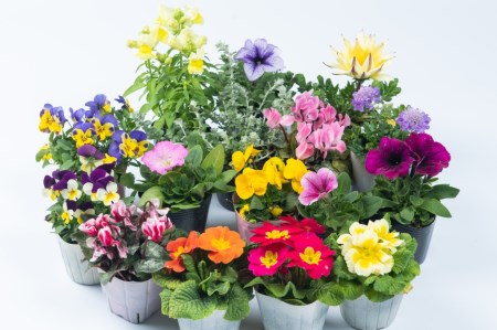 MS-80　季節の花の詰め合わせ【10月以降発送】