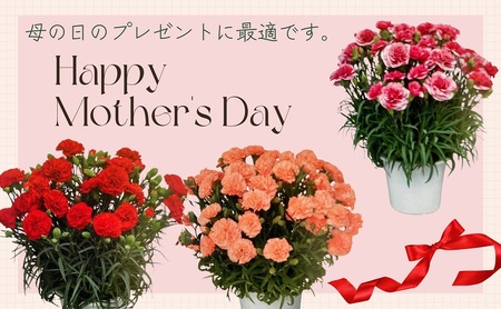 【2026 母の日 先行予約】7寸カーネーション　オレンジ 母の日 ギフト 花 フラワー  植物 お花 贈り物 珍しいカーネーション 底面給水 母の日のプレゼント 