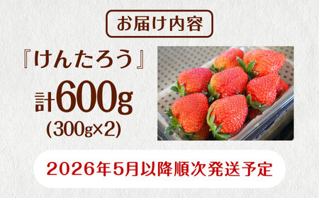 先行予約 2026年5月以降順次発送 春夏イチゴ けんたろう 600g いちご 苺 北海道 [AXBT001]