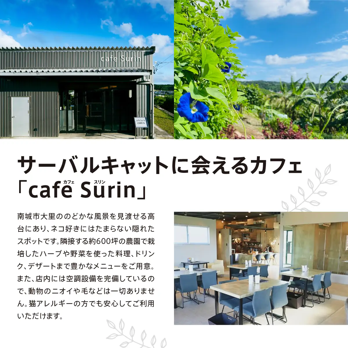 お食事券 3,000円分 cafe Surin ( カフェ スリン ) 南城市   