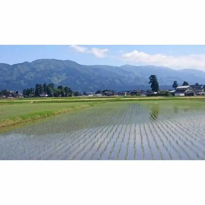 【令和7年産】富山県産こしひかり　育（はぐくみ）白米　5キロ×２個セット《南砺の逸品》