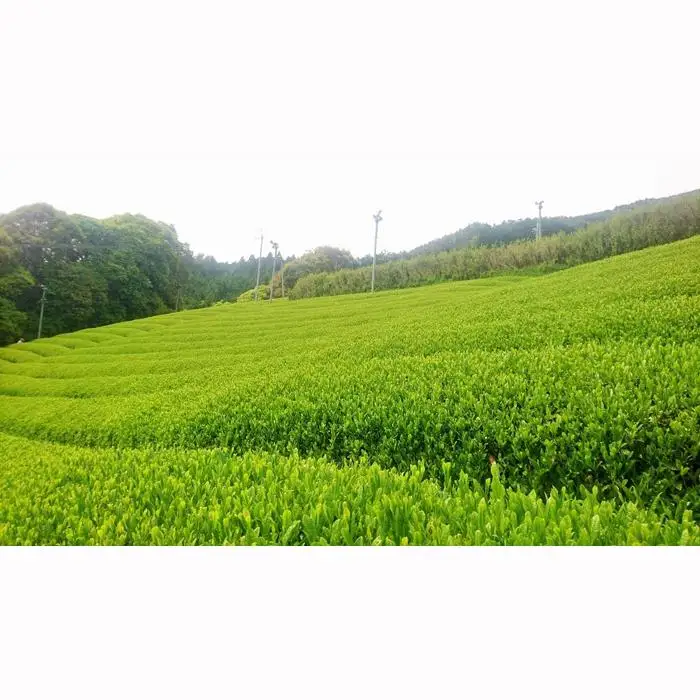 ラベンダーアールグレイ京番茶プレミアムボトルティー明薫セット