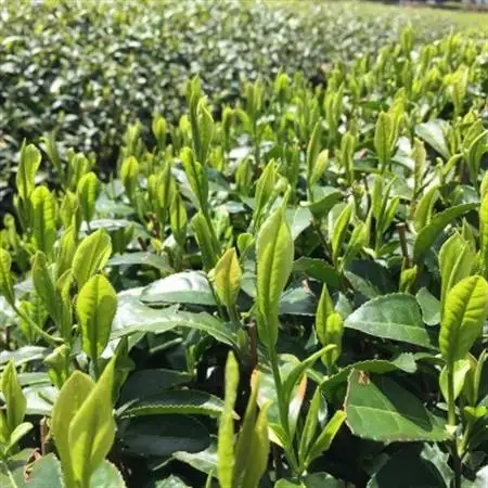 深蒸し茶　ティーバッグ　20TB入 × 4袋　狭山茶製造直売 貫井園 直送【1484173】