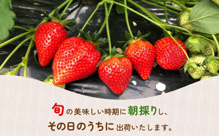 【2026.4月以降順次出荷】北海道いちご けんたろう 230g×4パック 北海道 豊浦町 