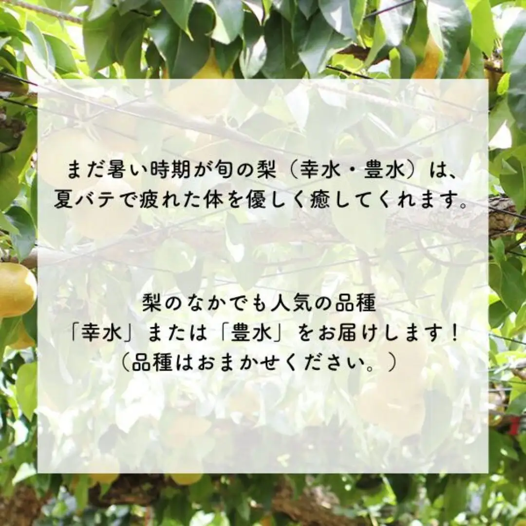 MS02 梨 幸水か豊水（長野県産秀品） 約5kg / 2026年8月下旬～9月中旬頃 配送予定 // 長野県 南信州 梨 なし ナシ 幸水 豊水 贈答 こうすい ほうすい