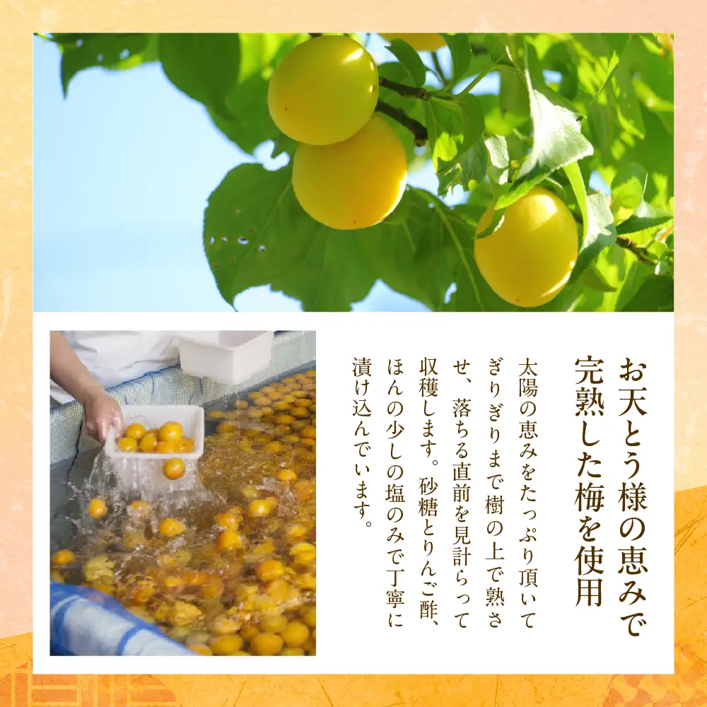 梅シロップ 「 梅しづく 」 290ml×8袋 (3から5倍希釈) 梅