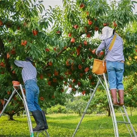 岡山県産「白鳳(水蜜桃)」約3kg|7月上旬頃～順次発送【配送不可地域：離島】【1488991】