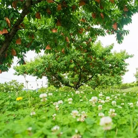 岡山県産「清水白桃」約3kg|7月中旬頃～順次発送【配送不可地域：離島】【1488992】