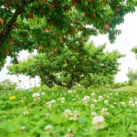 岡山県産「おかやま夢白桃」約3kg|7月下旬頃～順次発送【配送不可地域：離島】【1488993】