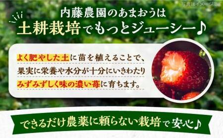 【先行予約】【2月-4月発送】農家直送 あまおう 厳選デラックスG 540g(270g以上×2P) 土耕栽培[VAB015]