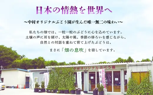【2026年7月～順次発送】ぶどう5房詰め合わせ(シャインマスカット 大粒ぶどう ここにしかないオリジナル品種) 約2.8kg ※発送前のご連絡についてご注意ください