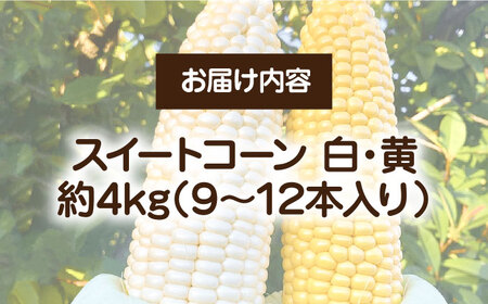 【先行予約 2026年6月頃より順次発送】農家直送 朝どれ スイートコーン 白 黄 食べ比べ セット 約4kg 9-12本入[VBC002] 野菜 コーン