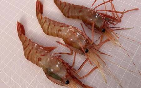 8-015-003　冷凍ボタンエビ 500g（約20尾）