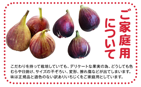 ご家庭用朝採り完熟いちじく 約2kg 