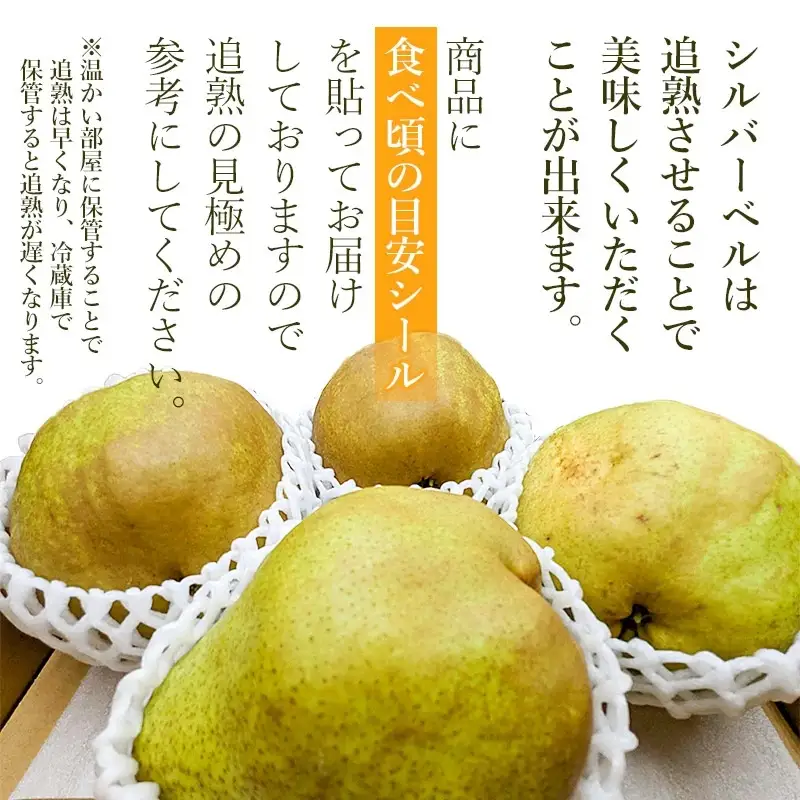【令和8年産先行予約】シルバーベル（洋梨）約3kg（5～12玉入）　山形県鶴岡市　庄内産直センター　| 洋なし 洋ナシ 果物 くだもの フルーツ 旬 産地直送 期間限定 人気 美味しい お取り寄せ 庄内 東北 返礼品