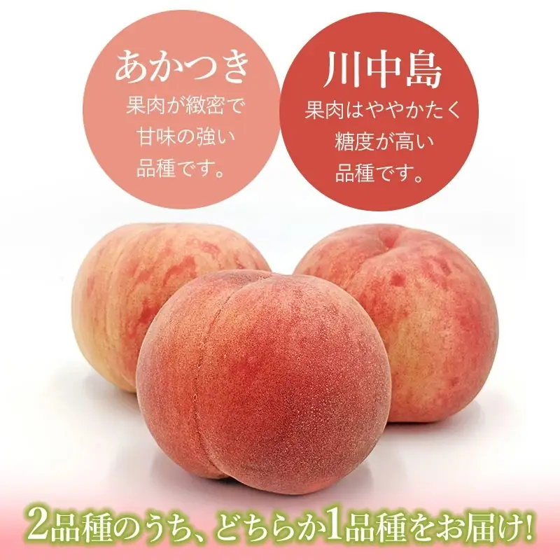 【令和8年産先行予約】山形県鶴岡産　桃　約2kg（5～11玉） あかつき or 川中島 どちらか1品種　庄内産直センター　| もも モモ 果物 くだもの フルーツ 旬 産地直送 期間限定 甘い 人気 美味しい お取り寄せ 庄内 東北 返礼品