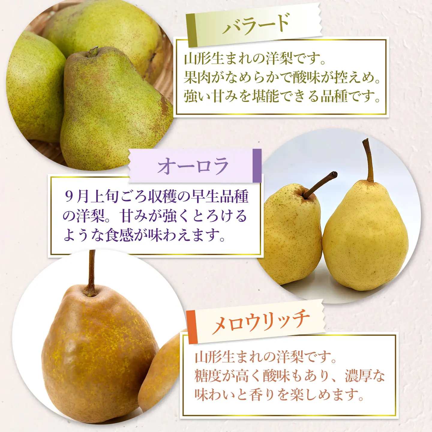 【令和8年産先行予約】 洋梨定期便　3種類の洋梨をお届け（品種おまかせ）　約3kg×3回　山形県鶴岡市産　庄内産直センター　| 洋なし 洋ナシ 果物 定期便 旬 期間限定 食べ比べ 人気 美味しい お取り寄せ 庄内 東北 返礼品