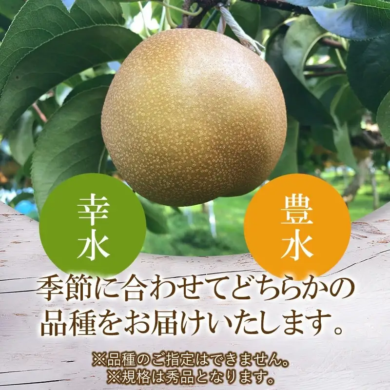 【令和8年産先行予約】山形県鶴岡産　和梨 幸水or豊水　秀品　約3kg 2L以上（5～8玉入）どちらか1品種　庄内産直センター　| 梨 なし ナシ 3キロ 果物 くだもの フルーツ 旬 期間限定 甘い みずみずしい 人気 美味しい お取り寄せ 庄内 東北 返礼品