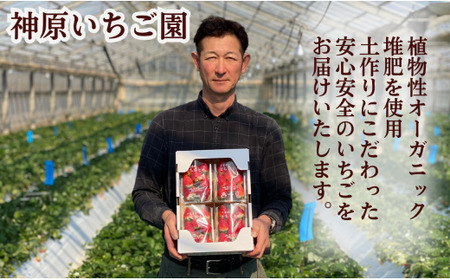 先行予約 とちおとめ 小玉 3kg とちおとめ (250g × 12パック)