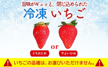 冷凍いちご　とちおとめ　6kg ⑰ 真心農園【とちおとめ】冷凍イチゴ1kg 糖度の乗った甘い