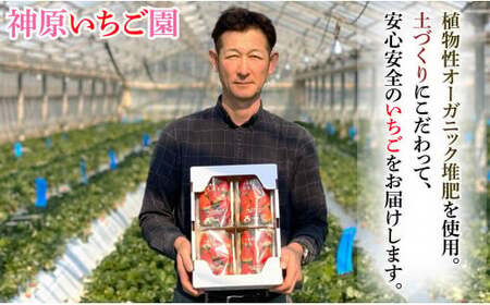 先行予約 いちご とちおとめ 約250g×4パック 計1kg いちご