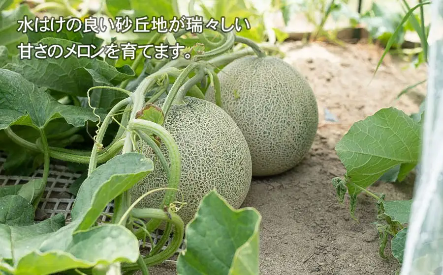 【令和8年産先行予約】菅原農園の庄内砂丘メロン 約5kg （3玉～5玉） アンデス メロン 【7月下旬～8月上旬】　K-835　菅原農園　鶴岡地区物産協同組合 | 庄内 砂丘 メロン アンデスメロン ギフト 夏 旬 フルーツ 夏ギフト お中元 砂丘育ち 甘い 糖度が高い 果物 青肉 特産品 名産品 贈答 新鮮 産地直送 農園直送 送料無料